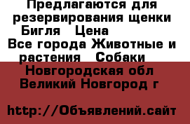 Предлагаются для резервирования щенки Бигля › Цена ­ 40 000 - Все города Животные и растения » Собаки   . Новгородская обл.,Великий Новгород г.